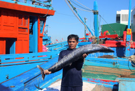 Ngư dân Quảng Ngãi 'hái lộc' đầu năm: Gần bờ thắng lớn, vươn xa trúng đậm