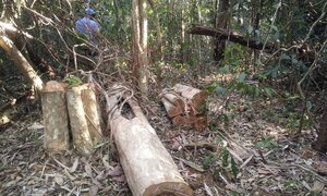 Khởi tố vụ phá rừng quy mô lớn dịp Tết ở Đắk Nông