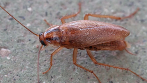 Bố pha nhầm sữa với bột diệt gián, con gái phải nhập viện