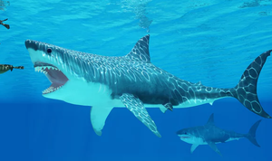 Sinh vật tận diệt cá mập khổng lồ Megalodon có thể vẫn lởn vởn quanh chúng ta