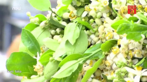 Hà Nội đẹp nao lòng mùa hoa bưởi