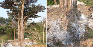 Vườn ươm cây cảnh trị giá hàng tỷ đồng bị kẻ xấu tưới nước muối phá hoại