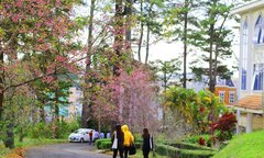 Ảnh: Đại học Đà Lạt đẹp mơ màng trong sắc hồng mai anh đào