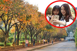 Video: Thiếu nữ đổ xô đi 'check in' con đường lá vàng đẹp như Hàn Quốc ở Hà Nội