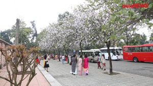 Video: Người Hà Nội nô nức chụp hình cùng hoa ban Tây Bắc nở rộ gần Hoàng Thành Thăng Long