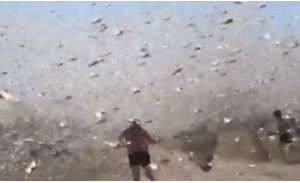 Video: Kinh hoàng cảnh tượng châu chấu bay rợp trời ở Nga
