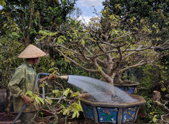 Chăm sóc cây cảnh sau Tết hốt bạc ở Đắk Lắk