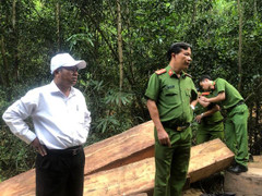 Phát hiện bãi tập kết gỗ khủng ở Đắk Lắk