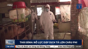 Thái Bình vất vả dập dịch tả lợn châu Phi