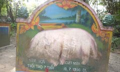 Kỳ dị đàn lợn khất thực kiếm ăn và người đàn bà nhận lợn là… mẹ đẻ
