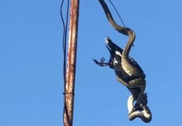 Trăn treo mình trên cột ăng ten siết chết con chim lớn