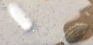 Xuất hiện sinh vật lạ chuyên ăn ngao giống tại Ninh Bình