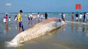 Cận cảnh xác cá voi 20 tấn đang phân hủy dạt vào bờ biển Cà Mau