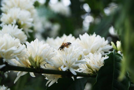 Ghé Đắk Lắk ngắm 'hoa tuyết', dự lễ cà phê Ban Mê Thuột