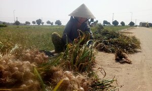 Đồng khô, tỏi chết, nông dân Lý Sơn điêu đứng