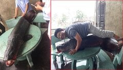Bác tin bắt được cá 'khổng lồ' nặng 110kg ở sông Nhuệ, Hà Nội