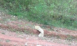 Phát hiện thi thể người phụ nữ tại nghĩa trang ở Bình Định