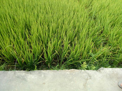 Một phụ nữ thiệt mạng ngoài ruộng nghi bị điện giật