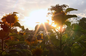 Video: Đổ xô đi check in vườn hoa mặt trời giữa lòng Hà Nội