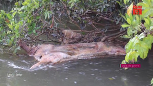 Kinh hãi dân vứt xác lợn lở mồm long móng xuống suối