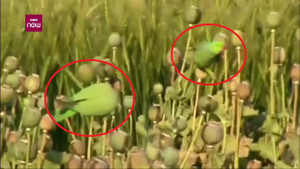 Clip: Vẹt nghiện ma túy cướp phá cánh đồng hoa anh túc