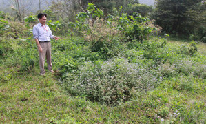 Sét đánh bật mộ và kỳ dị người đàn bà thả cả tấn rắn khổng lồ nghi trấn yểm núi Ba Vì