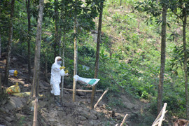 Dịch cúm A/H5N6 ‘càn quét’ hơn 7 nghìn con gà, vịt ở Quảng Nam