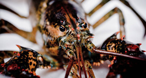 Quân đội Mỹ sử dụng tôm, cá để phát hiện tàu ngầm của kẻ địch