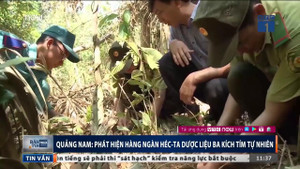 Cận cảnh hàng ngàn hecta ba kích tím vừa được phát hiện ở Quảng Nam