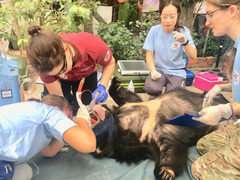 Giải cứu 2 con gấu nuôi nhốt 15 năm tại nhà người dân tại Bình Dương