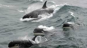 Những thước phim đầu tiên về loại cá voi sát thủ bí ẩn, cực hiếm
