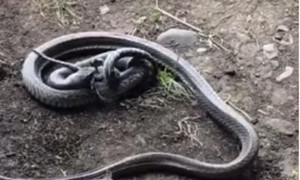 Liều mạng trộm mồi của rắn nâu cực độc, trăn chết thảm