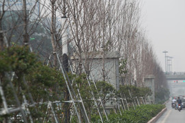 Cận cảnh hàng phong lá đỏ như chết khô khiến Chủ tịch Hà Nội lên tiếng