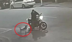 Clip: Gã say cãi nhau tay đôi với... chó suốt 30 phút và cái kết bất ngờ