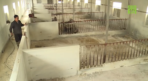 Dịch tả lợn Châu Phi xóa sổ cả trang trại, người chăn nuôi khóc nghẹn