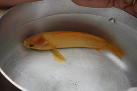 Thả lưới bắt được cá rô đồng có màu vàng óng hiếm gặp