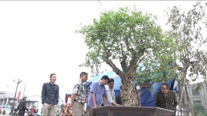 Cận cảnh cây thạch lựu 300 năm tuổi đường kính lớn nhất Việt Nam giá tiền tỷ