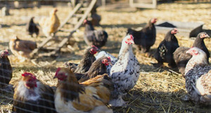 Gà khỏe 'như khủng long', mổ chết con cáo lẻn vào chuồng