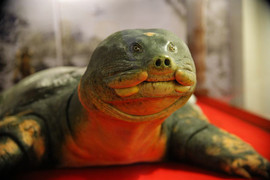 Ảnh: Cận cảnh tiêu bản cụ rùa Hồ Gươm chết cách đây 3 năm