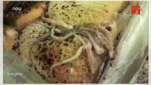 Chấn động bê bối thực phẩm mốc, thối tại trường 'điểm' ở Trung Quốc