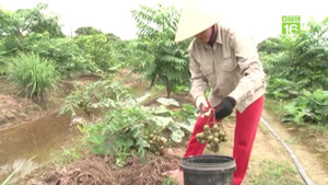 Trồng cóc Thái 'hái' tiền tỷ ở Hải Dương