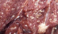 Thịt lợn nhiễm sán lợn ở trường mầm non: Phụ huynh phản ánh bị đe dọa