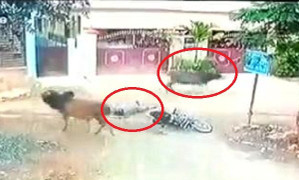 Clip: Bò chạy điên cuồng trên phố, vồ chết người đi xe máy