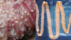 Sán lợn sẽ chết nếu thức ăn được đun nấu ở 80 độ C