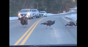 Gà trống chặn xe ô tô để cả đàn băng qua đường