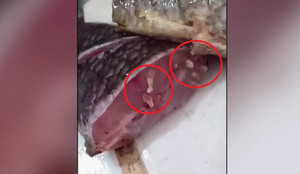Clip sinh vật lạ ngoe nguẩy trong thịt cá rô khiến dân mạng hoang mang