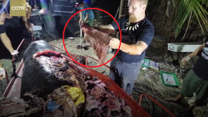 Clip: Kinh hãi cảnh phanh xác cá voi, lấy ra 40 kg rác thải nhầy nhụa
