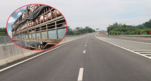 Cấm xe vận chuyển lợn chạy trên cao tốc Đà Nẵng – Quảng Ngãi