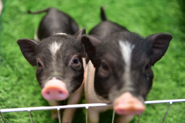 Video: Giới trẻ Hà Thành nuôi lợn mini giá tiền triệu làm thú cưng