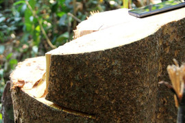 Rừng phòng hộ ở Quảng Nam lại ‘chảy máu’